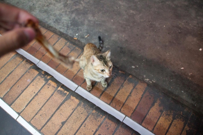 猫　ダハブ
