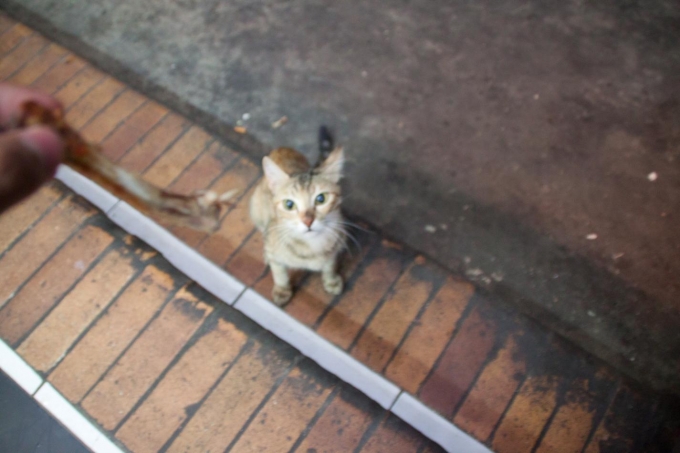 猫　ダハブ