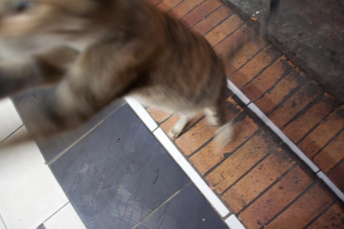 猫　ダハブ