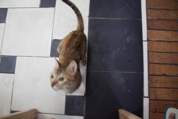 猫　ダハブ