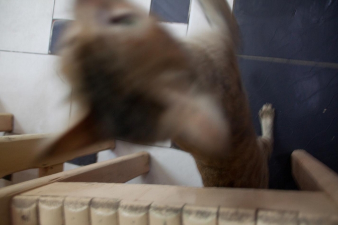 猫　ダハブ